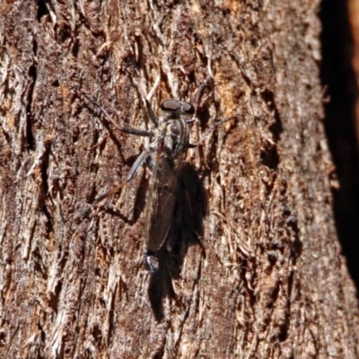 Cerdistus sp. (genus) (Yellow Slender Robber Fly) at Paddys River, ACT - 13 Feb 2019 by RodDeb