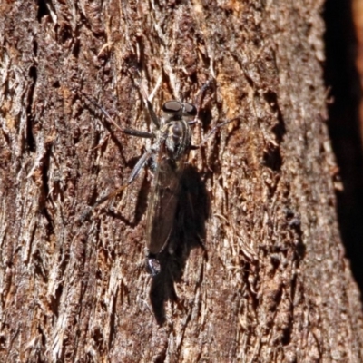 Cerdistus sp. (genus) (Yellow Slender Robber Fly) at Tidbinbilla Nature Reserve - 13 Feb 2019 by RodDeb