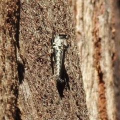 Cerdistus sp. (genus) at Paddys River, ACT - 13 Feb 2019