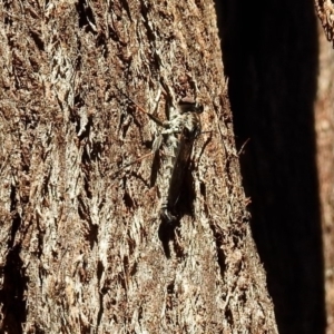 Cerdistus sp. (genus) at Paddys River, ACT - 13 Feb 2019