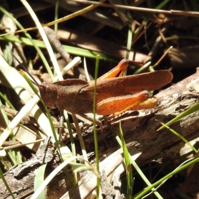 Goniaea australasiae (Gumleaf grasshopper) at Paddys River, ACT - 13 Feb 2019 by RodDeb