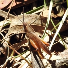 Goniaea australasiae at Paddys River, ACT - 13 Feb 2019