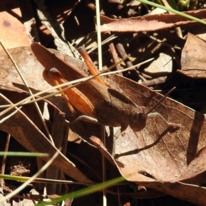 Goniaea australasiae at Paddys River, ACT - 13 Feb 2019