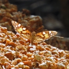 Vanessa kershawi (Australian Painted Lady) at Paddys River, ACT - 13 Feb 2019 by RodDeb