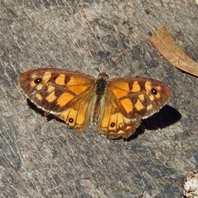 Geitoneura klugii (Marbled Xenica) at Paddys River, ACT - 13 Feb 2019 by RodDeb