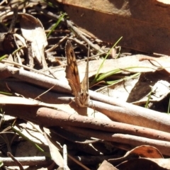 Geitoneura klugii at Paddys River, ACT - 13 Feb 2019