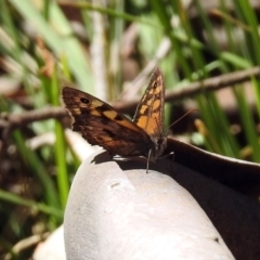 Geitoneura klugii at Paddys River, ACT - 13 Feb 2019 02:25 PM