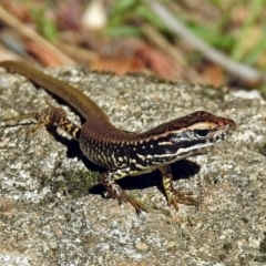 Eulamprus heatwolei (Yellow-bellied Water Skink) at Paddys River, ACT - 13 Feb 2019 by RodDeb