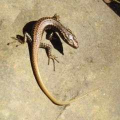 Eulamprus heatwolei at Paddys River, ACT - 13 Feb 2019