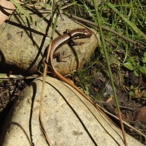 Eulamprus heatwolei at Paddys River, ACT - 13 Feb 2019