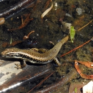 Eulamprus heatwolei at Paddys River, ACT - 13 Feb 2019