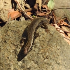 Eulamprus heatwolei at Paddys River, ACT - 13 Feb 2019