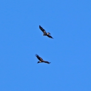 Aquila audax at Paddys River, ACT - 13 Feb 2019