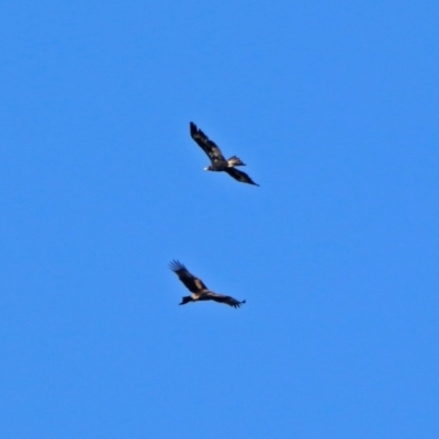 Aquila audax (Wedge-tailed Eagle) at Paddys River, ACT - 13 Feb 2019 by RodDeb