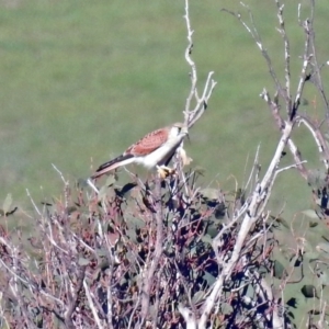 Falco cenchroides at Paddys River, ACT - 13 Feb 2019 05:35 PM