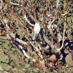 Falco cenchroides at Paddys River, ACT - 13 Feb 2019