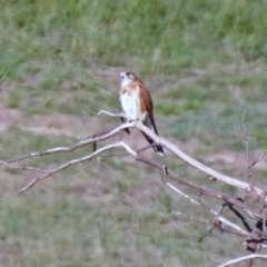 Falco cenchroides at Paddys River, ACT - 13 Feb 2019 05:35 PM