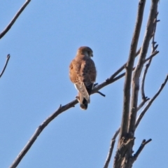 Falco cenchroides at Paddys River, ACT - 13 Feb 2019 05:35 PM