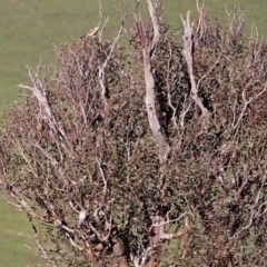 Falco cenchroides at Paddys River, ACT - 13 Feb 2019 05:35 PM