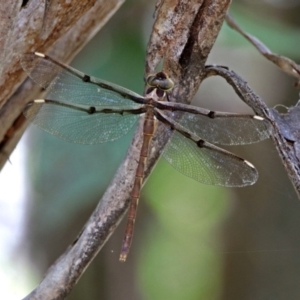 Telephlebia brevicauda at Paddys River, ACT - 13 Feb 2019 03:24 PM