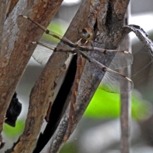 Telephlebia brevicauda at Paddys River, ACT - 13 Feb 2019 03:24 PM