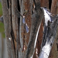 Telephlebia brevicauda at Paddys River, ACT - 13 Feb 2019