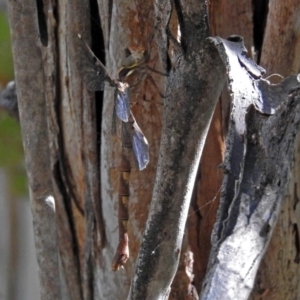 Telephlebia brevicauda at Paddys River, ACT - 13 Feb 2019 03:24 PM