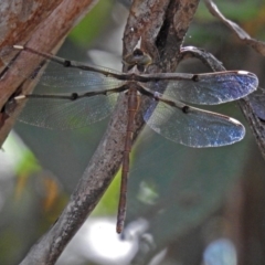 Telephlebia brevicauda at Paddys River, ACT - 13 Feb 2019 03:24 PM