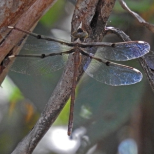 Telephlebia brevicauda at Paddys River, ACT - 13 Feb 2019 03:24 PM