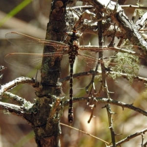 Austroaeschna unicornis at Paddys River, ACT - 13 Feb 2019 01:37 PM