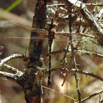 Austroaeschna unicornis (Unicorn Darner) at Tidbinbilla Nature Reserve - 13 Feb 2019 by RodDeb