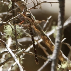 Austroaeschna unicornis at Paddys River, ACT - 13 Feb 2019 01:37 PM