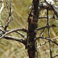 Austroaeschna unicornis at Paddys River, ACT - 13 Feb 2019 01:37 PM