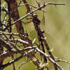 Austroaeschna unicornis at Paddys River, ACT - 13 Feb 2019 01:37 PM