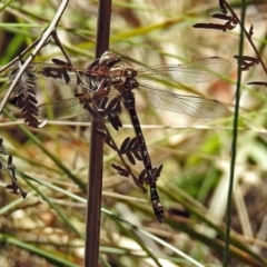 Austroaeschna unicornis at Paddys River, ACT - 13 Feb 2019 01:37 PM