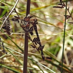 Austroaeschna unicornis at Paddys River, ACT - 13 Feb 2019 01:37 PM