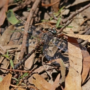 Austroaeschna multipunctata at Paddys River, ACT - 13 Feb 2019