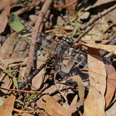 Austroaeschna multipunctata (Multi-spotted Darner) at Paddys River, ACT - 13 Feb 2019 by RodDeb