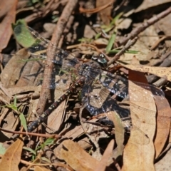 Austroaeschna multipunctata at Paddys River, ACT - 13 Feb 2019