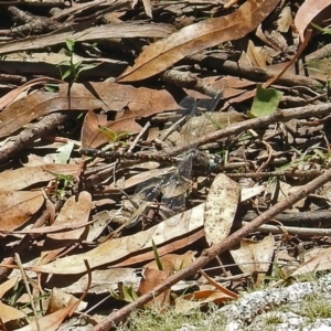 Austroaeschna multipunctata at Paddys River, ACT - 13 Feb 2019