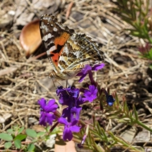 Vanessa kershawi at Macarthur, ACT - 14 Feb 2019 12:22 PM