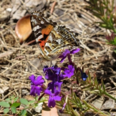 Vanessa kershawi (Australian Painted Lady) at Macarthur, ACT - 14 Feb 2019 by RodDeb