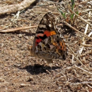 Vanessa kershawi at Macarthur, ACT - 14 Feb 2019 12:22 PM