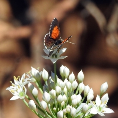 Lucia limbaria (Chequered Copper) at Macarthur, ACT - 14 Feb 2019 by RodDeb