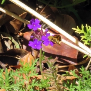 Ocybadistes walkeri at Macarthur, ACT - 14 Feb 2019 12:23 PM