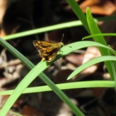 Ocybadistes walkeri at Macarthur, ACT - 14 Feb 2019 12:23 PM