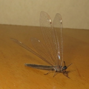 Myrmeleontidae (family) at Macarthur, ACT - 14 Feb 2019