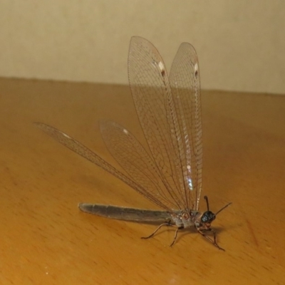 Myrmeleontidae (family) (Unidentified Antlion Lacewing) at Macarthur, ACT - 14 Feb 2019 by RodDeb