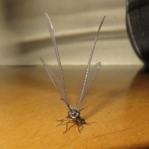 Myrmeleontidae (family) at Macarthur, ACT - 14 Feb 2019