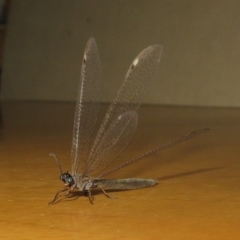 Myrmeleontidae (family) at Macarthur, ACT - 14 Feb 2019